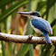 Collared Kingfisher