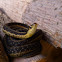 Eastern Garter Snake