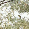 Yellow-breasted chat