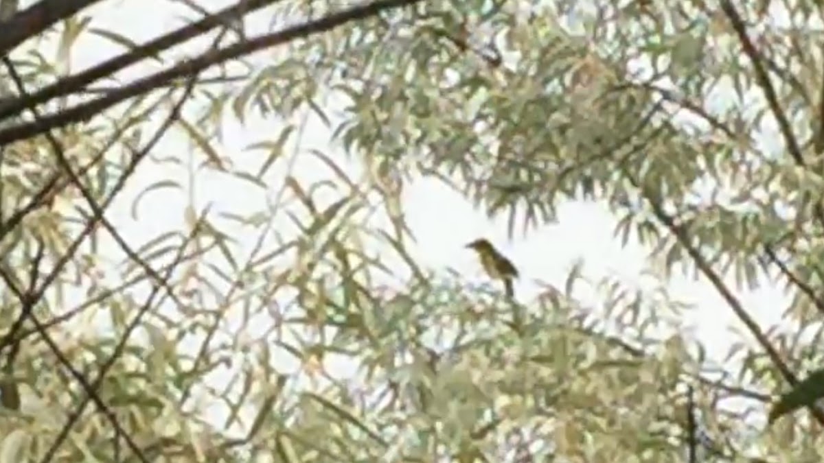 Yellow-breasted chat