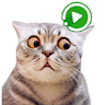 WASticker Cats Animated meme icon