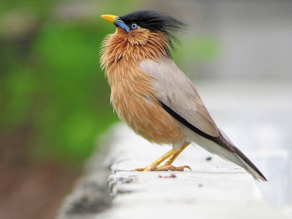 Brahminy starling