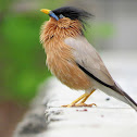 Brahminy starling