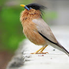 Brahminy starling