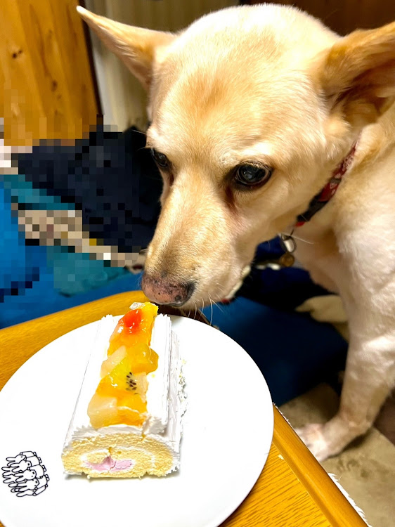 アトレーワゴンの茜橋の下・青森　アスパム・展示会・ご馳走・🐶主役はオレだに関するカスタム事例の投稿画像8枚目