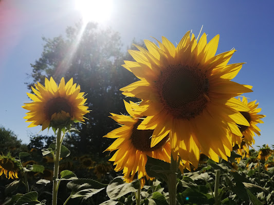 Raggi di sole di sandra_della_valle