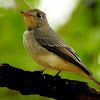 Asian brown flycatcher