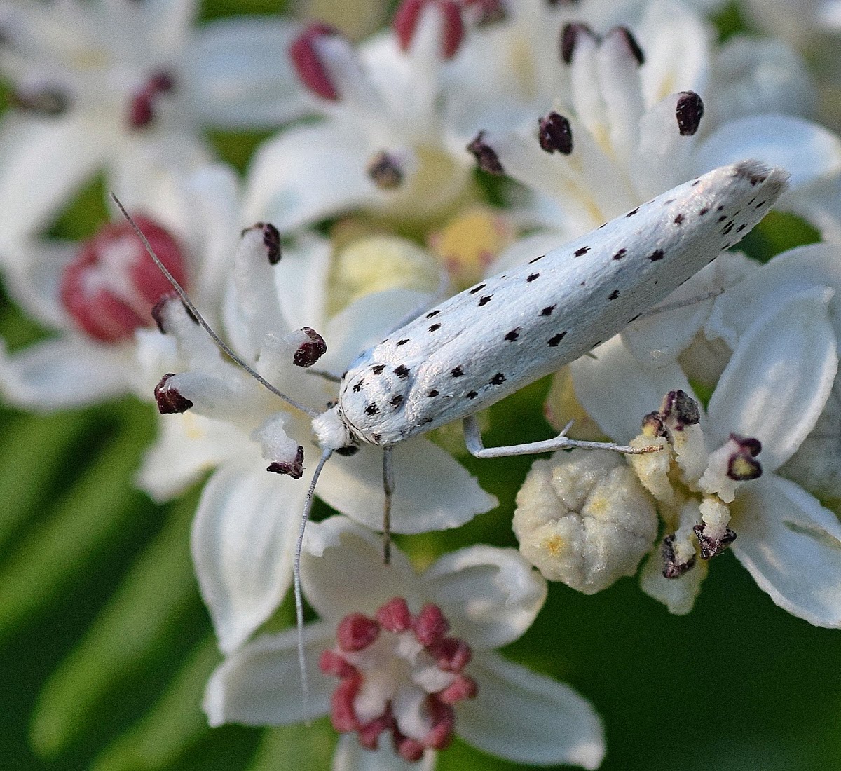 Ermine Moth