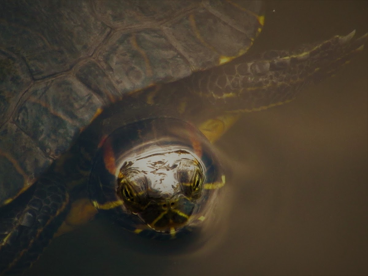 Red eared slider