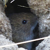 Dusky Footed Woodrat