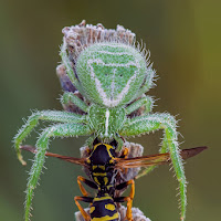 Bacio mortale di 