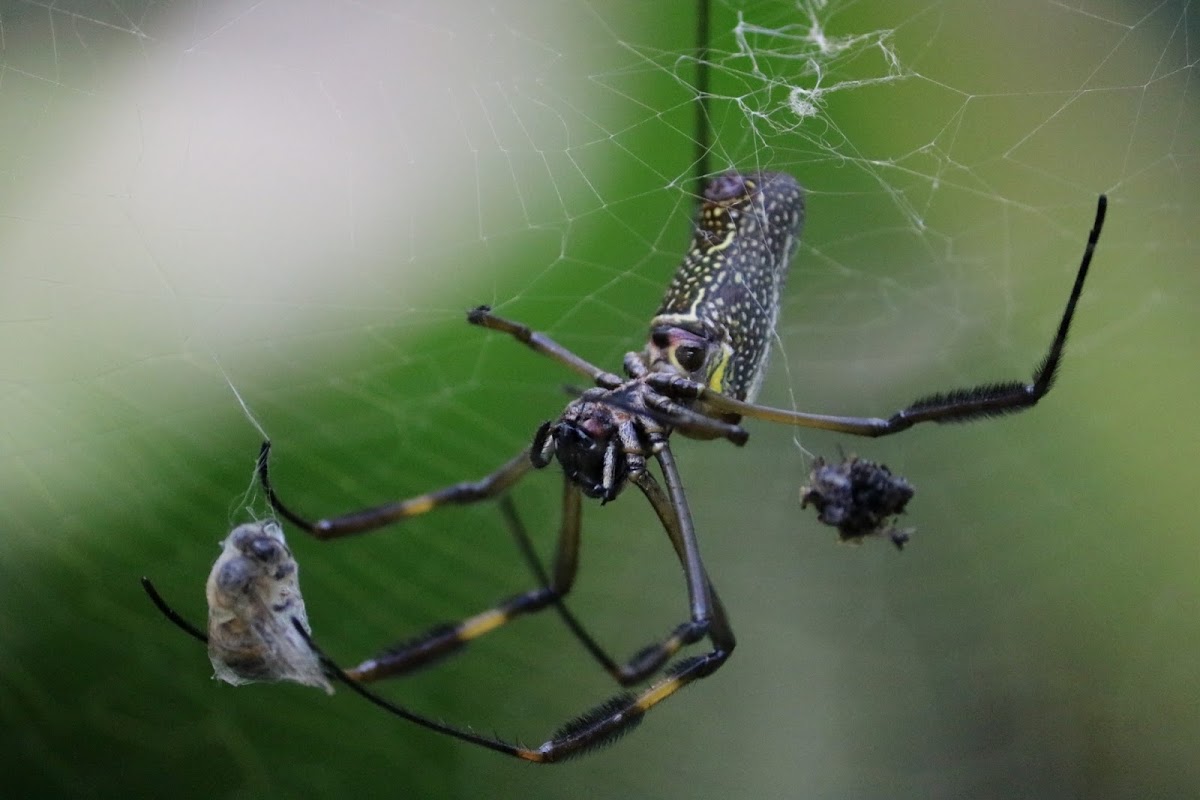 Golden Silk Orb-weaver