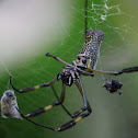 Golden Silk Orb-weaver