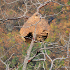 wasp nest