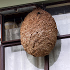 Hornet's Nest