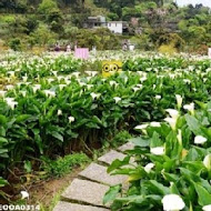 苗榜海芋園