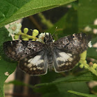 White-patched skipper