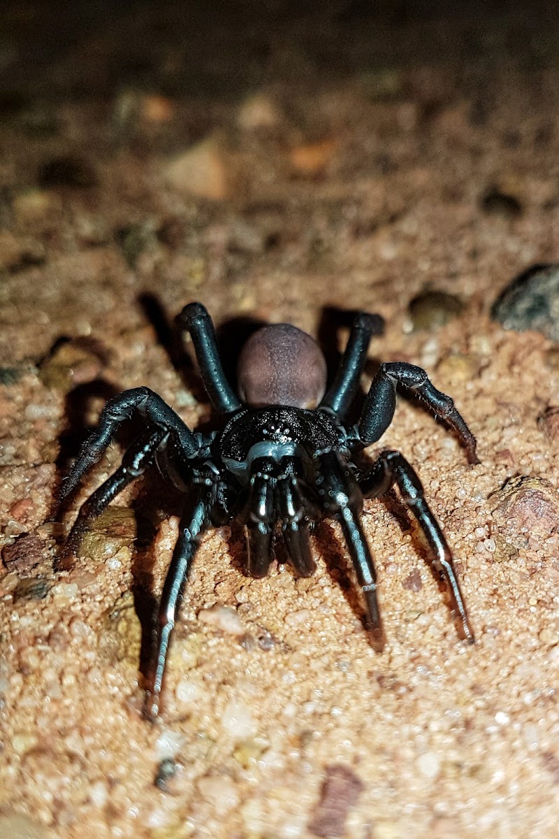 Trapdoor Spider