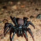 Trapdoor Spider