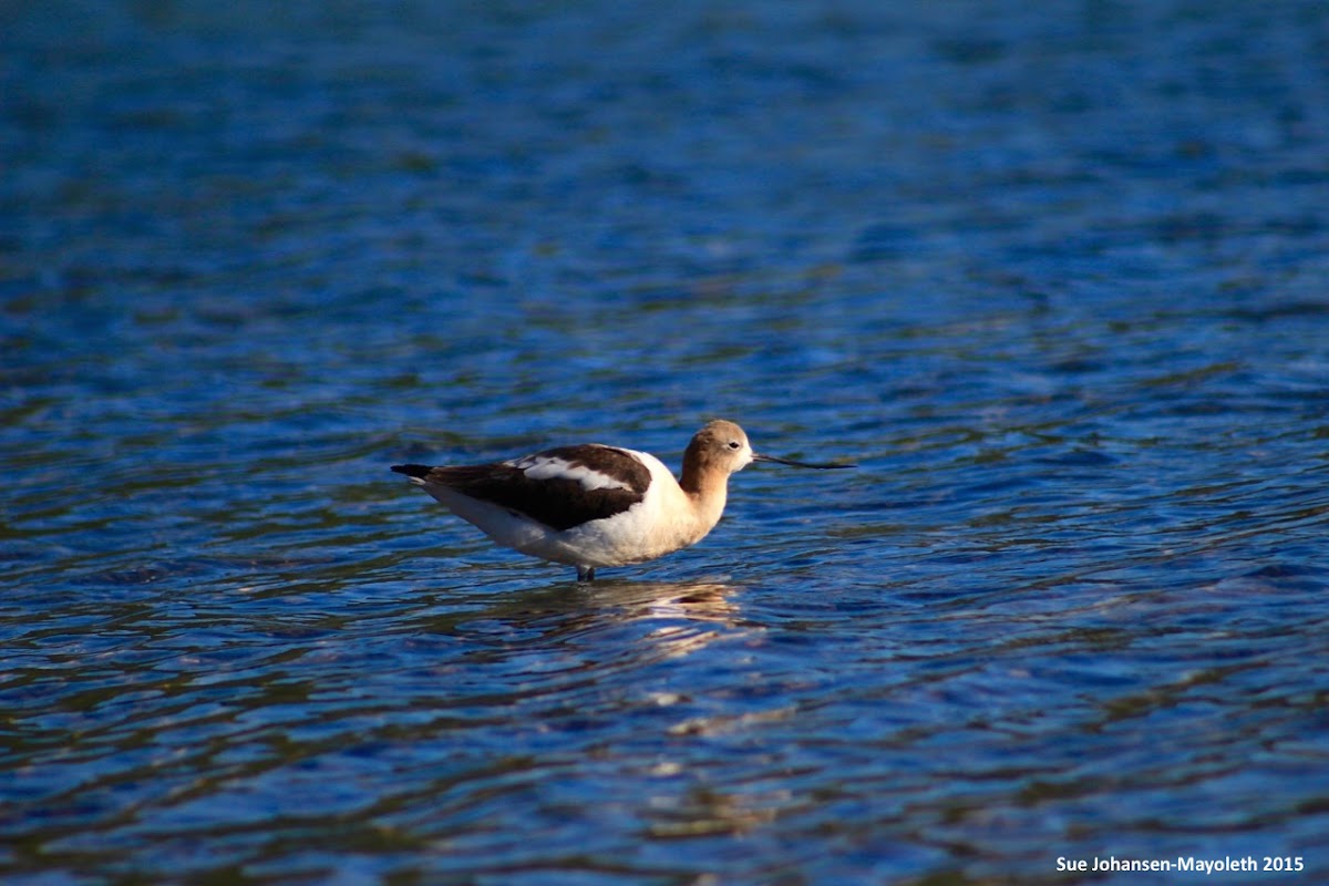 American Avocet