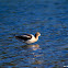 American Avocet