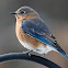 Eastern Bluebird