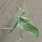 Katydid (AKA leaf bug or bush cricket or long-horned grasshopper)