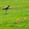 Spur-winged Lapwing