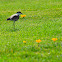 Spur-winged Lapwing