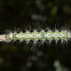 Four-spotted Footman