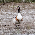 Shelduck