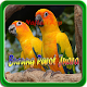 Download Kicau Burung Parrot Juara For PC Windows and Mac 1.0