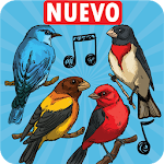 Cover Image of Скачать Tonos de pajaros para celular, sonidos de pajaros 1.11 APK