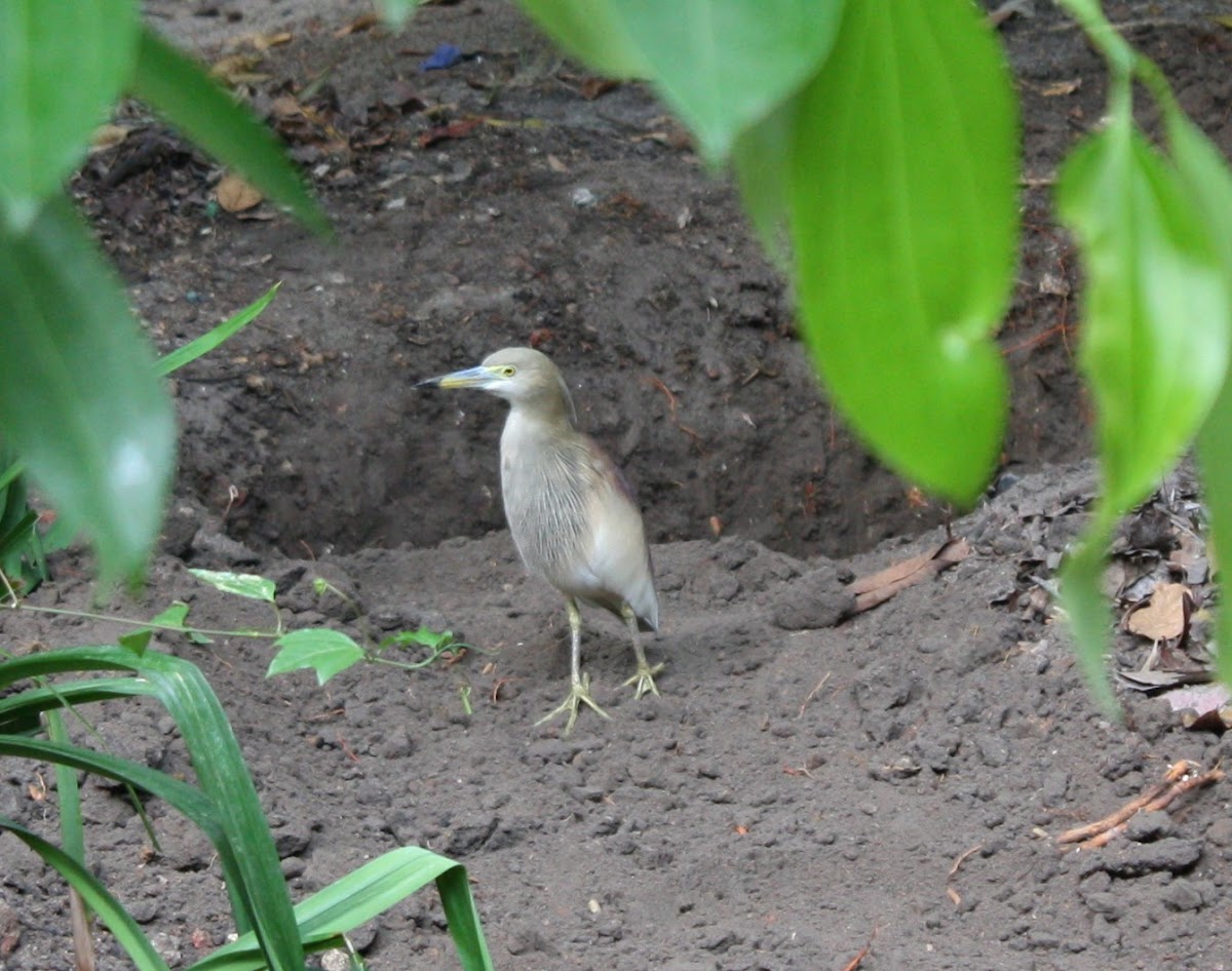 Indian Pond-Heron