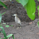 Indian Pond-Heron