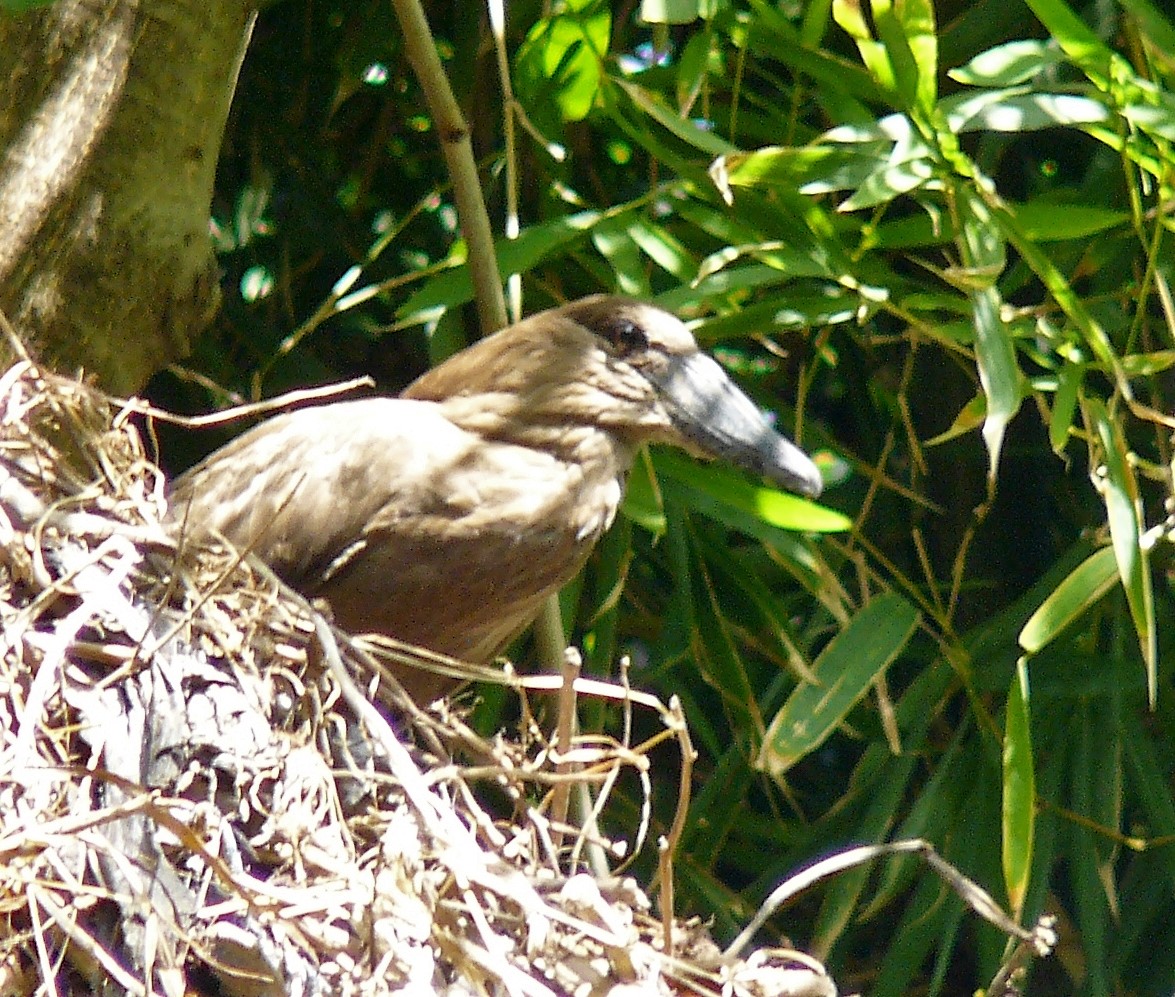 Hamerkop