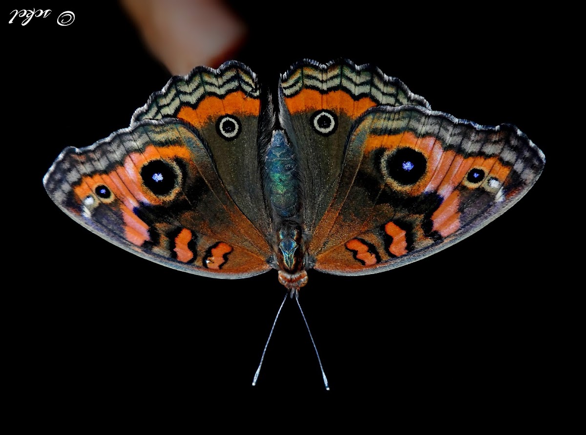 Junonia