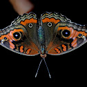 Junonia