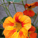 Nasturtium