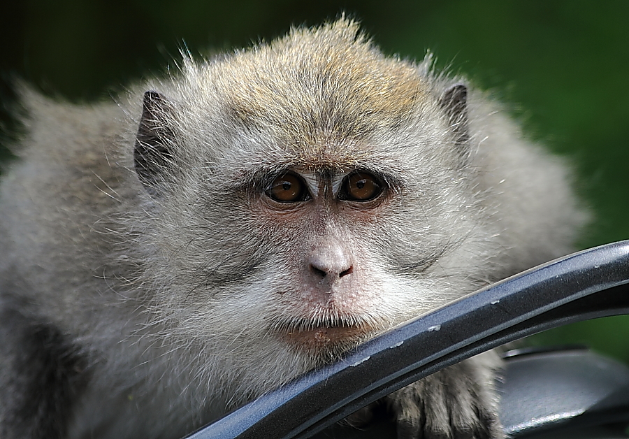 Crab-eating macaque