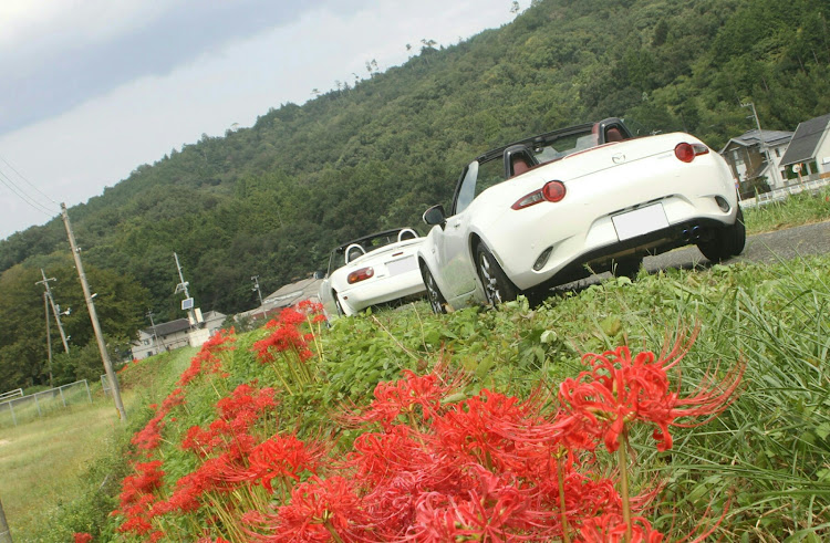 ロードスターの彼岸花と愛車・ドライブ・NDロードスター・NAロードスター・10月もよろしくお願いしますに関するカスタム事例の投稿画像3枚目