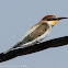 Bee-eater; Abejaruco