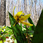 Yellow Trout Lily