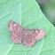 Common Small Flat Butterfly