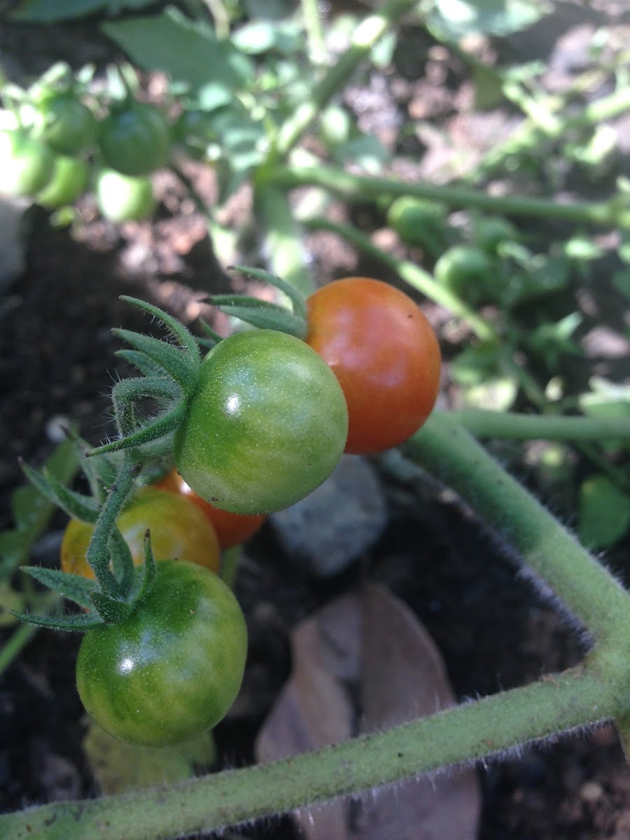 Cherry Tomatoes