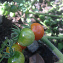 Cherry Tomatoes