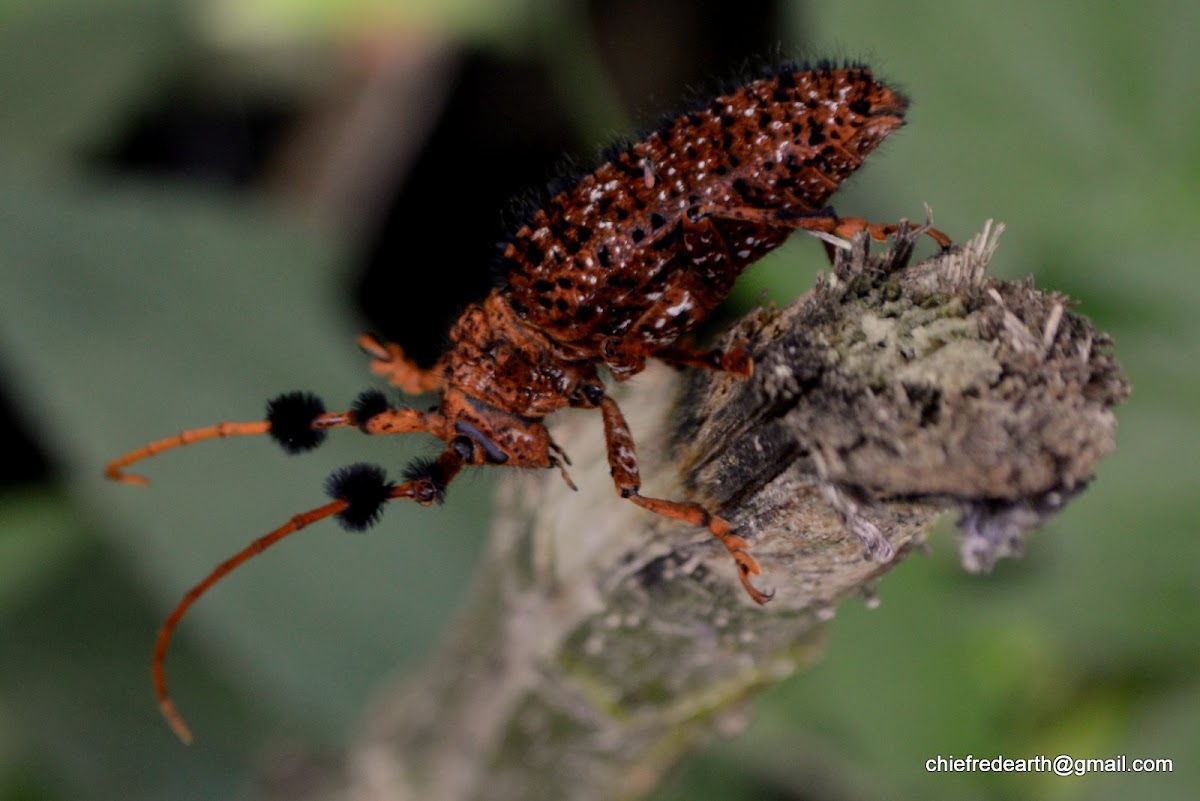 Common tuft bearing longhorn beetle