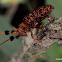 Common tuft bearing longhorn beetle