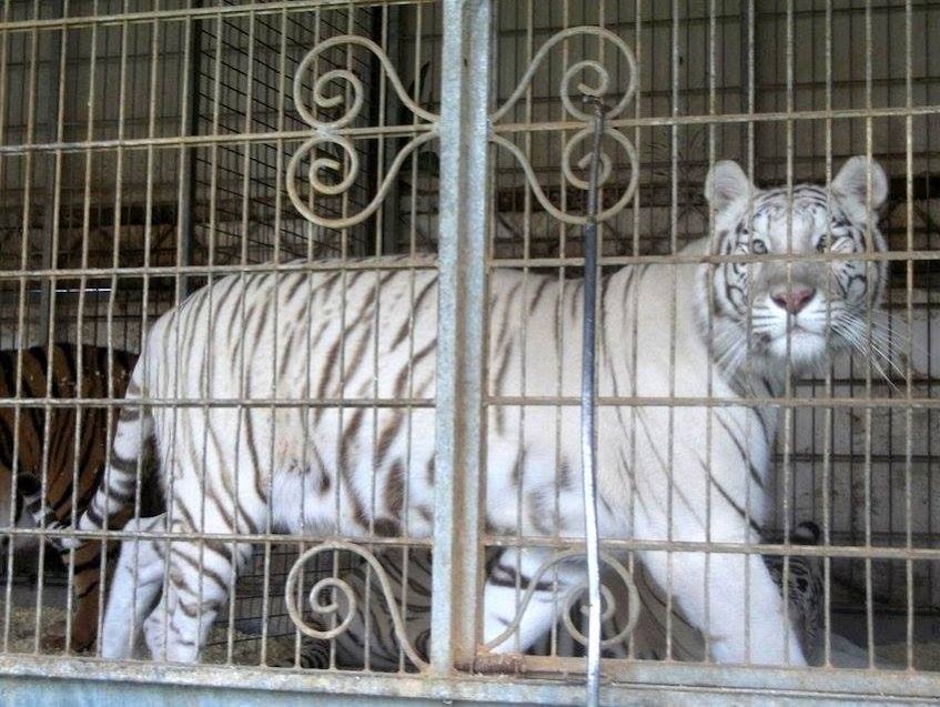 Remarquez le fort strabisme ! - Tigre blanc, cirque - tous droits réservés