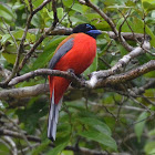 Scarlet-rumped trogon